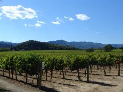 Vines in Napa Valley